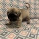 English Mastiff Puppies