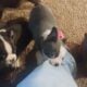 Frenchton puppies for sale