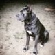 Cane Corso Puppies ICCF Registered