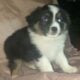 100% pure miniature Australian shepherds.