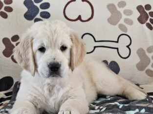 The cutest puppie ever