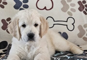 The cutest puppie ever