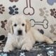The cutest puppie ever