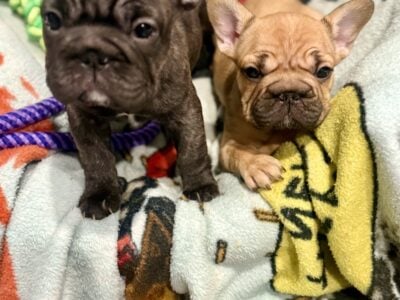 Adorable , Loving Frenchies