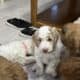 Goldendoodle Puppies Ready for new homes now
