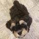 Beautiful Havanese Puppy available