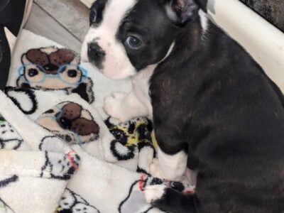 Boston Terrier poppies for sale