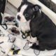 Boston Terrier poppies for sale