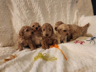 Miniature Poodles Red and Apricot