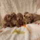 Miniature Poodles Red and Apricot