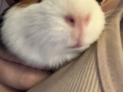 Guinea Pig – Peppa