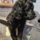 Double Doodle Puppies