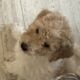 Golden doodle puppies for sale