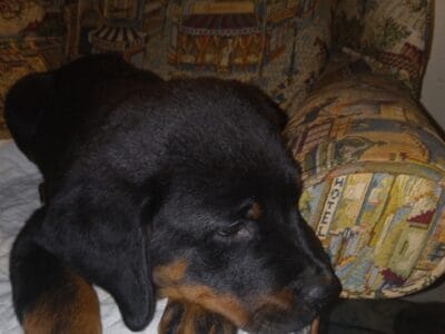 Meet Maggie!