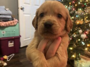 Golden Retriever