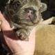 Isabella fluffy lilac tri french bulldog puppy
