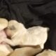 Fluffy platinum cream blue merle French bulldog pu