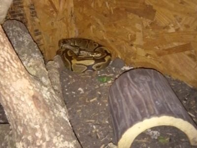 Ball python