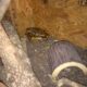 Ball python