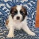 Adorable Shih Tzu Puppies