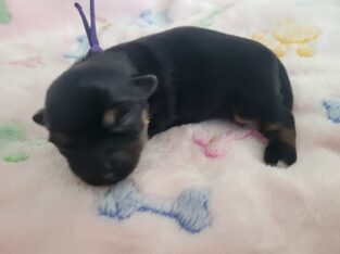 Puppy 1 Chorkie Yorkie & Chihuahua Designer Breed