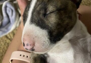 Bull terrier puppy