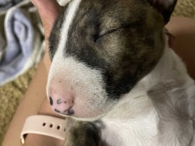 Bull terrier puppy