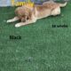 AKC Golden Retriever