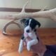 Beautiful Puppies for Valentines Day