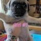 Pugs!