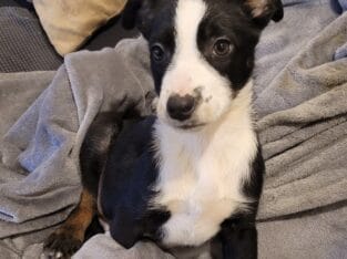 Hangin’ Tree x Catahoula/Aussie