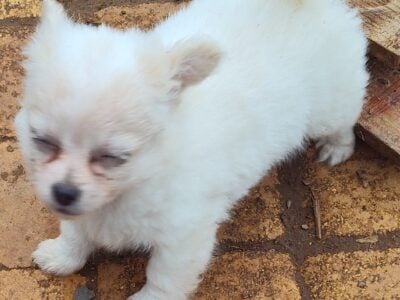Wally