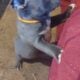 Frenchton puppies for sale