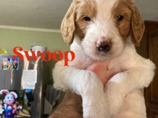 Goldendoodle F1B