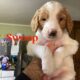 Goldendoodle F1B