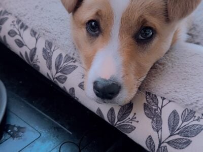 Akc corgi puppies
