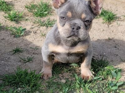 French bulldog
