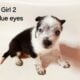 Border heeler hybrids