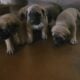 English mastiff pups