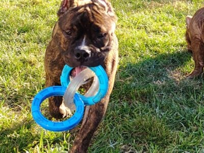 10 month Male Bully Brindle