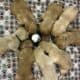 AKC Golden Retriever