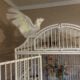 Ducorp Cockatoo