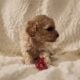Miniature Poodles Red and Apricot