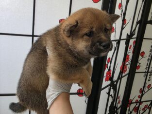 Shiba Inu Puppies