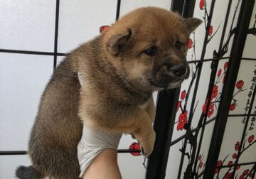 Shiba Inu Puppies