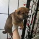 Shiba Inu Puppies
