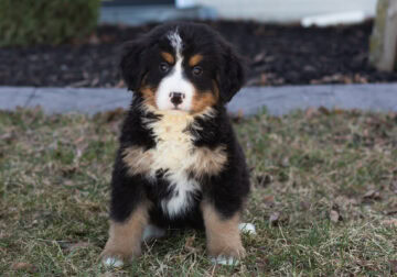 AKC Bernese Mountain female pup in Indiana (Mable)