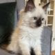 TICA Seal colorpoint male (orange collar)