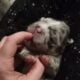 Blue merle fluffy French bulldog puppy