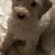 Golden doodle puppies for sale